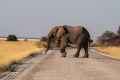 2012-07-04 Namibia 623 - Etoscha Nationalpark - Afrikanischer Elefant